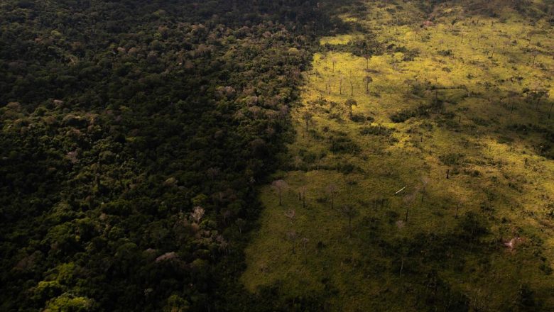 Bolsonaro ignora dados e diz que Amazônia não pega fogo e nem é desmatada