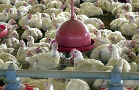 China detecta coronavírus em frango importado do Brasil