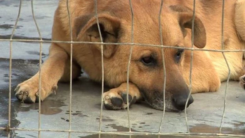 Vereadores de cidade de SC aprovam projeto de lei que proíbe cães de latir, sob pena de R$ 23 mil ao dono