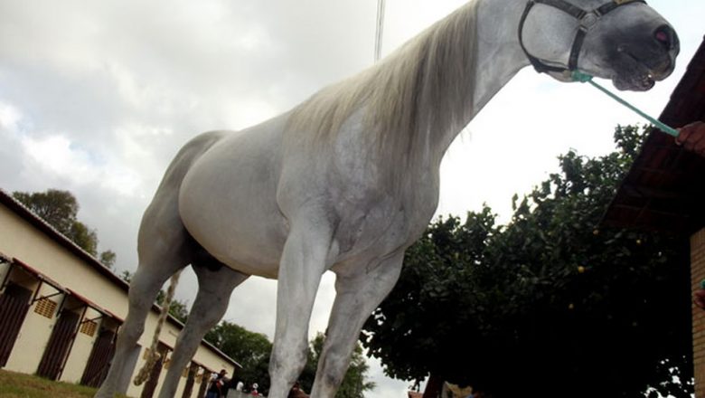 Conheça os cavalos criados no Paraná que podem custar mais do que um carro esportivo