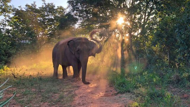Um santuário para elefantes no coração do Brasil