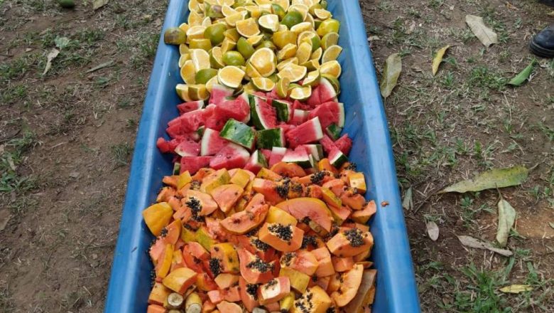 Voluntários cristãos arrecadam frutas e verduras para os animais do Pantanal