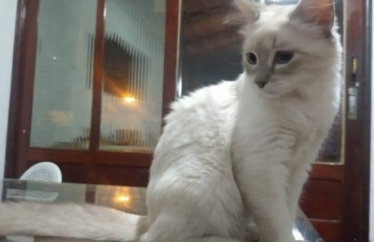 Brasil registra primeiro caso confirmado de covid-19 em gato