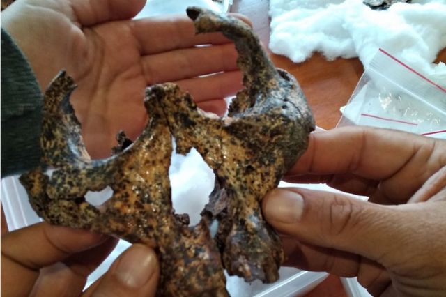 A descoberta de crânio de ‘primo’ dos humanos de 2 milhões de anos que traz novas pistas sobre evolução