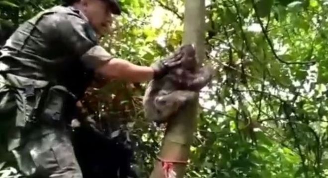 Bicho-preguiça é resgatado e dá “tchau” ao ser devolvido em SP