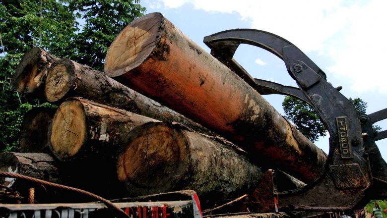 Europeus foram informados de que empresas sediadas em seus países compravam madeira ilegal