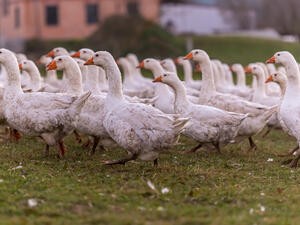 Mais 5 fazendas são afetadas por gripe aviária na França