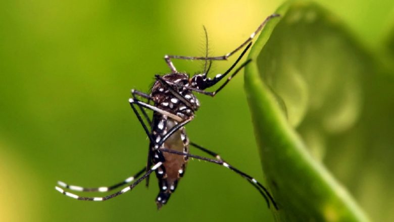 O mosquito, o brasileiro é o animal mais mortífero do mundo