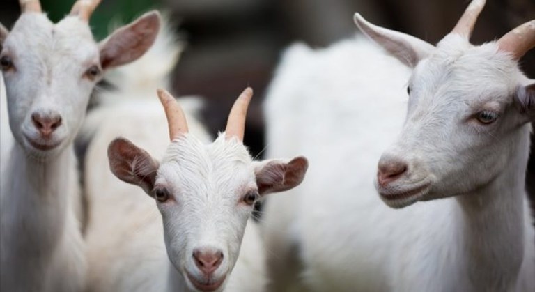 Produção de caprinos e ovinos no Semiárido recebe apoio de R$ 426 mil