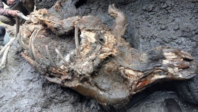 Rinoceronte da Era do Gelo é recuperado com órgãos intactos na Rússia