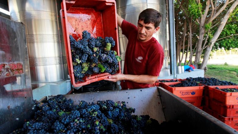 Em ano de pandemia, mercado brasileiro de vinho tem salto histórico