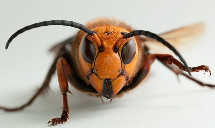 Invasão de vespas assassinas aumenta tensão com 2020 nos EUA