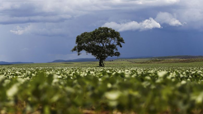 Em cinco anos, Brasil será maior exportador de grãos do mundo